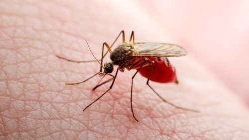 Tips to Prevent West Nile Virus: Protect Yourself from Mosquito-borne Diseases