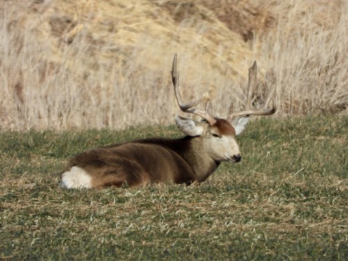 Prion Tips for Healthy Deer in Utah