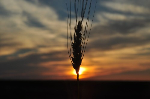 2024 Market Trends: Wheat Prices Drop Amid Rainfall Forecast, USDA Insights Awaited