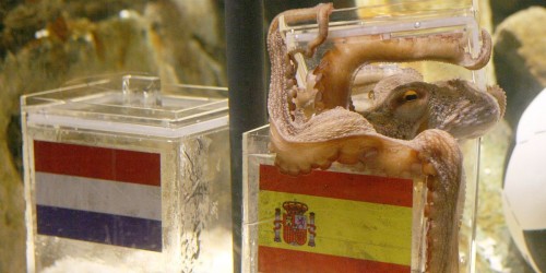 Breaking Tradition: Animal Oracles Predicting UEFA Euro 2024