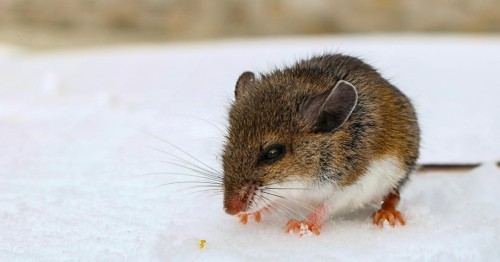 Orthohantavirus Tips: Arizona Health Officials Warn of Hantavirus Increase