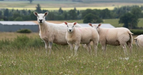 Bluetongue Disease: Emergency Vaccination Measures and Prevention Tips